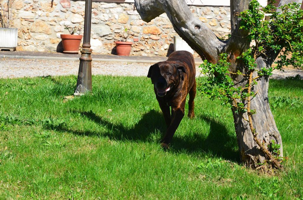 Agriturismo Masseto Campiglia Marittima Quarto foto